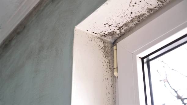 Mold Removal Process in Lake Sarasota, FL