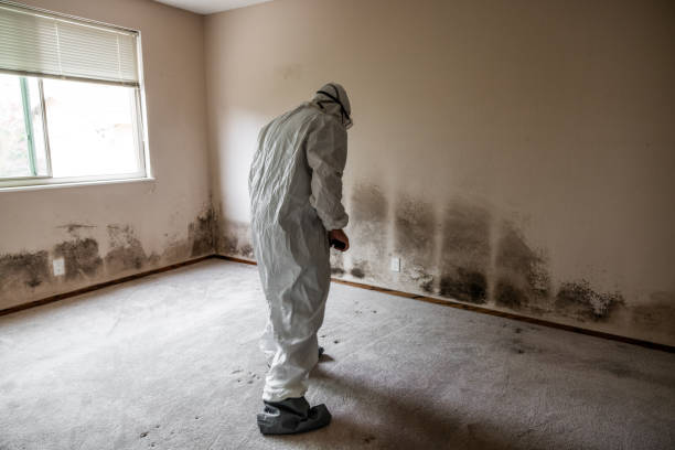 Best Attic Mold Removal  in Lake Sarasota, FL