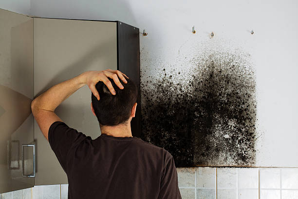 Best Certified Mold Removal  in Lake Sarasota, FL
