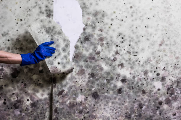 Best Black Mold Removal  in Lake Sarasota, FL